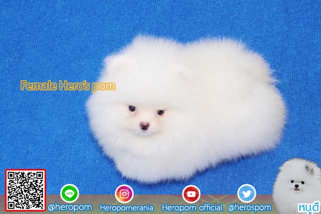ขายปอมหน้าหมีสีขาว  ตัวที่ 2