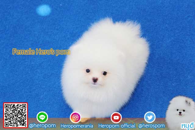 ขายปอมหน้าหมีสีขาว  ตัวที่ 2