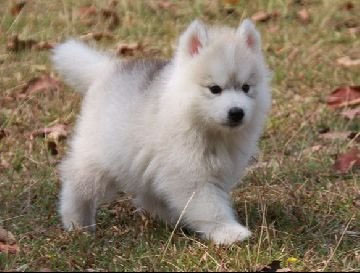 -ฟาร์มขายไซบีเรียนเกรดคุณภาพ ที่ใหญ่ที่สุดในประเทศไทย ต้องที่allbest kennel เท่