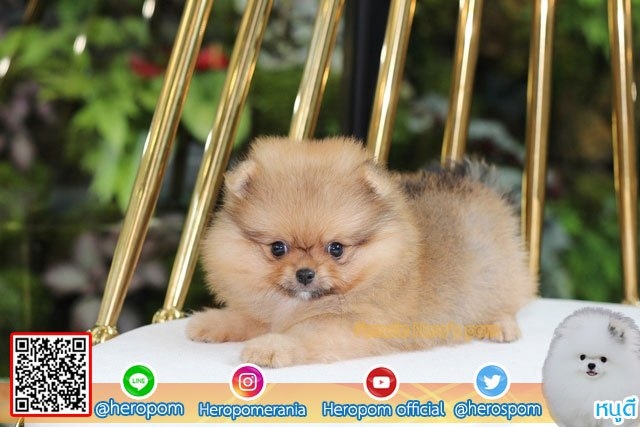 ขายปอม ขายปอมแท้ ใบเพ็ดเต็ม สายเลือดดี ทรงสวย สอบถามเพิ่มเติมที่ โทร098-5566-777