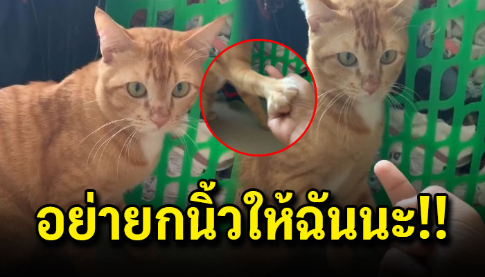 อย่าทำแบบนี้กับฉันนะ!! เจ้าถุงทองแมวส้ม แมวผู้ดีจากประเทศอังกฤษผู้ซึ่งไม่ชอบให้