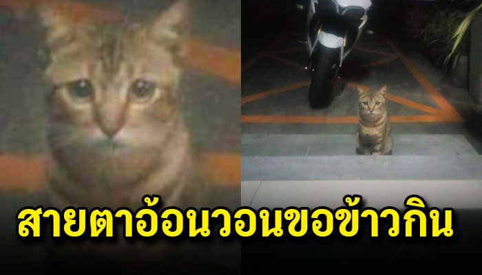 แมวจรตัวน้อยเดินส่งสายตาอ้อนวอนขอข้าวกิน ให้กินทุก แม้แต่แขนก็ไม่เคยได้จับ
