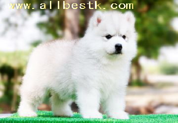 -ขายไซบีเรียนเกรดไฮเอน หากอยากเลี้ยงไซบีเรียนสักตัวต้องฟาร์ม allbest เท่านั้น
