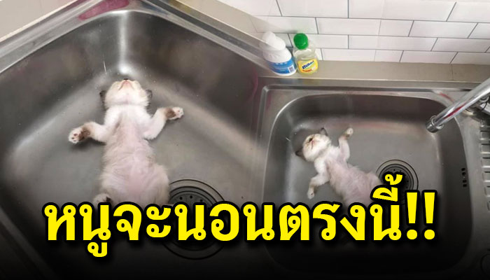 เหมียวน้อยประท้วงแม่ หลังประเทศไทยร้อนจัดปลัดบอก หนูจะนอนตรงนี้แหละ