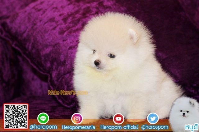 098-5566-777 จำหน่ายปอมหน้าหมี ปอมหน้าหมี สายเลือดดี รับประกันสุขภาพนาน 30 วัน L