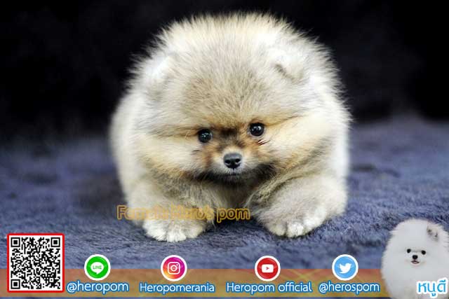 ขายปอมหน้าหมี ขนแน่น  สุดๆ