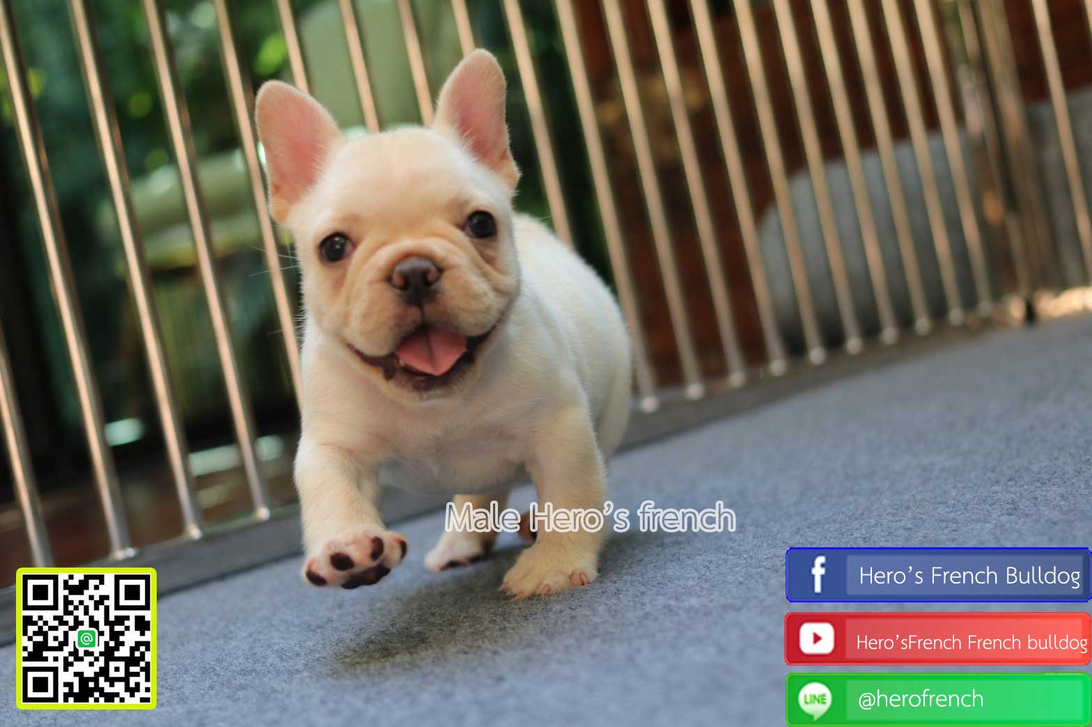 ขายเฟรน   อ้วนกลมน่ารักมากๆๆ