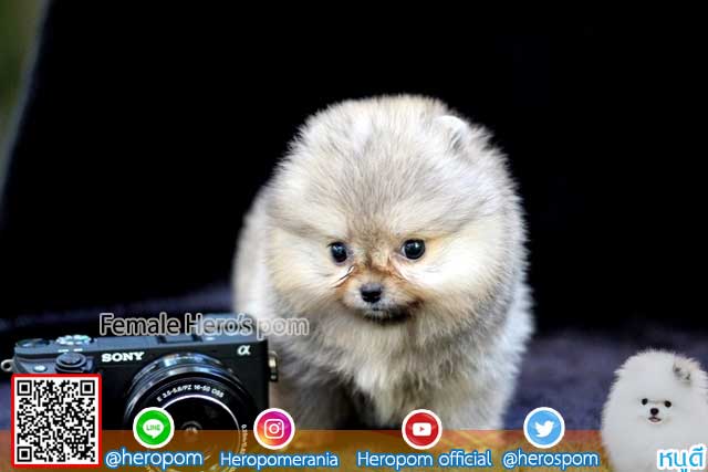 ขายปอมหน้าหมี