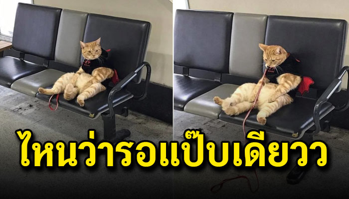 เหมียวนั่งเซ็ง หลังนั่งรอจนคอตก เพราะแม่สั่งให้รอระหว่างที่ไปช้อปปิ้ง