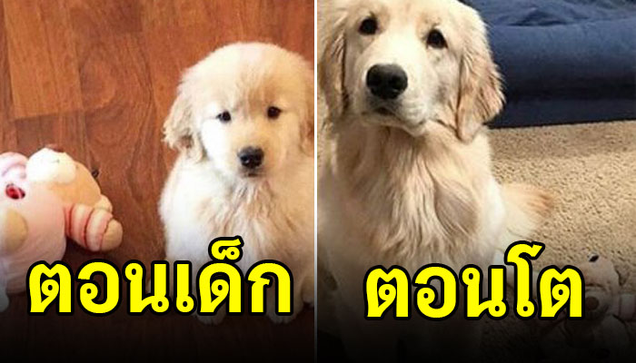 15 ภาพ!! ตอนเด็ก vs ตอนโตของเหล่าเจ้าสุนัขสุดน่ารัก