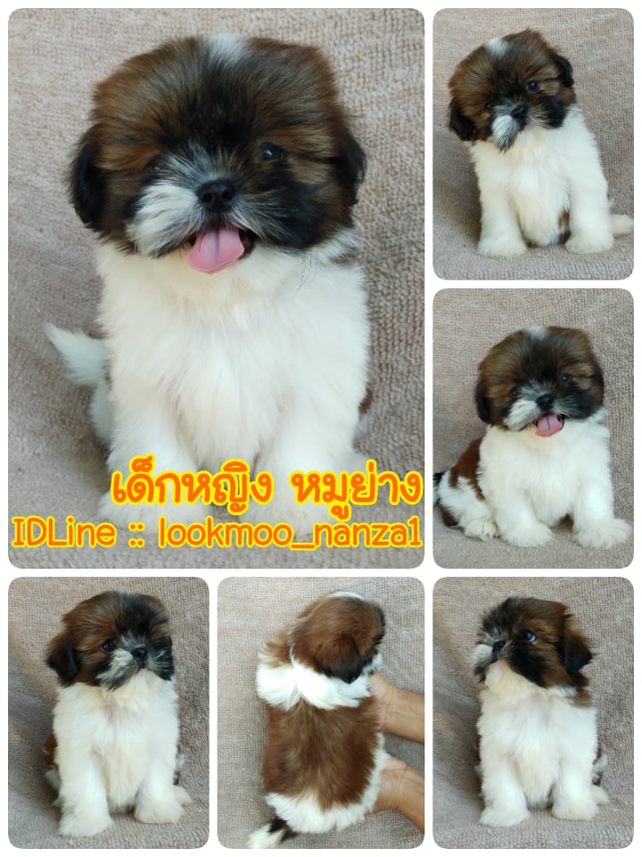 ชิสุทอยแท้!!!! 3สี