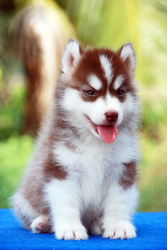 -Allbest kennel ไซบีเรียนฮัสกี้ เกรดพรีเมี่ยม ฟาร์มมาตรฐานและใหญ่สุดในประเทศไทย