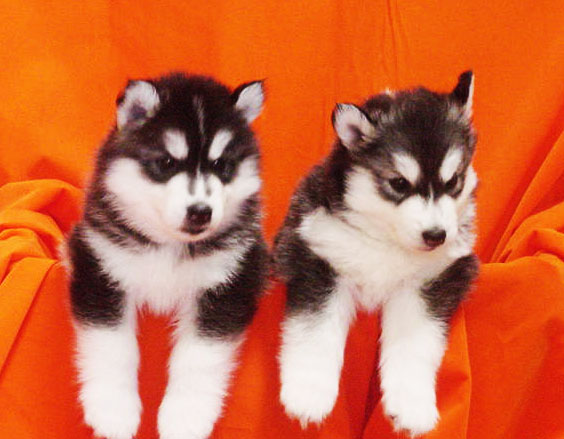 -Allbest kennel ไซบีเรียนฮัสกี้ เกรดพรีเมี่ยม ฟาร์มมาตรฐานและใหญ่สุดในประเทศไทย