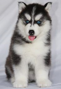 -Allbest kennel ไซบีเรียนฮัสกี้ เกรดพรีเมี่ยม ฟาร์มมาตรฐานและใหญ่สุดในประเทศไทย