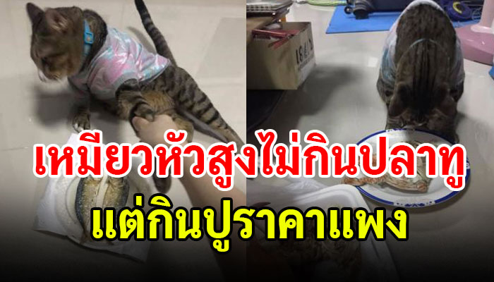 เจ้าเหมียว มีรสนิยมที่แปลกและไม่ชอบปลาทู แต่มันกลับชอบกินปูราคาแพง