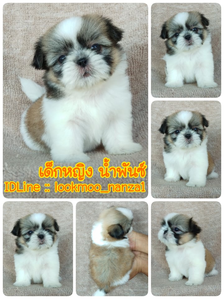 ชิสุทอยแท้!!!! 3สี ไซส์จิ๋ว