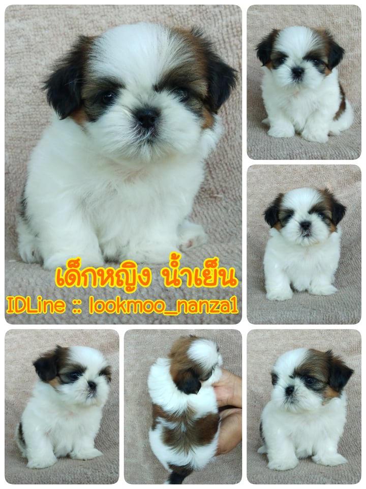 ชิสุทอยแท้!!!! 3สี ไซส์จิ๋ว
