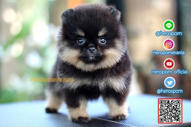 098-5566-777 จำหน่ายปอมหน้าหมี ปอมหน้าหมี สายเลือดดี รับประกันสุขภาพนาน 30 วัน L