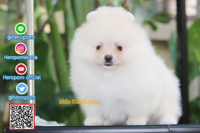 ขายปอมเพศผู้ สีขาวน่ารักมาก