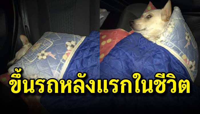 คุณครูสาวเก็บหมาโรงเรียนมาเลี้ยง ขึ้นรถข้ามจังหวัดเป็นครั้งแรก นอนตามสั่ง