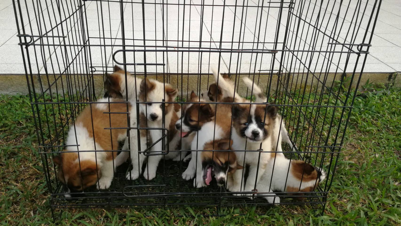 ขายน้องหมาพันธุ์บางแก้วแท้ อายุ 40 วัน ผู้3 เมีย5 ราคา 3,000 บาท