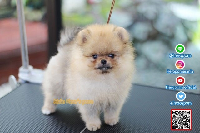 ขายปอมเพศผู้  ขนแน่นมากๆ