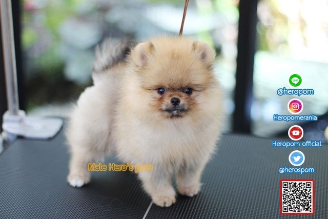ขายปอมเพศผู้  ขนแน่นมากๆ