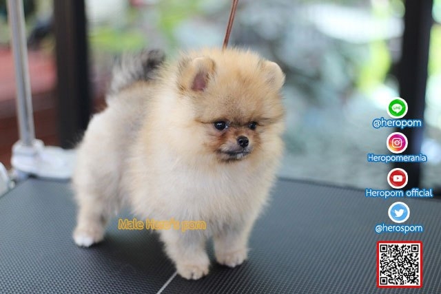ขายปอมเพศผู้  ขนแน่นมากๆ