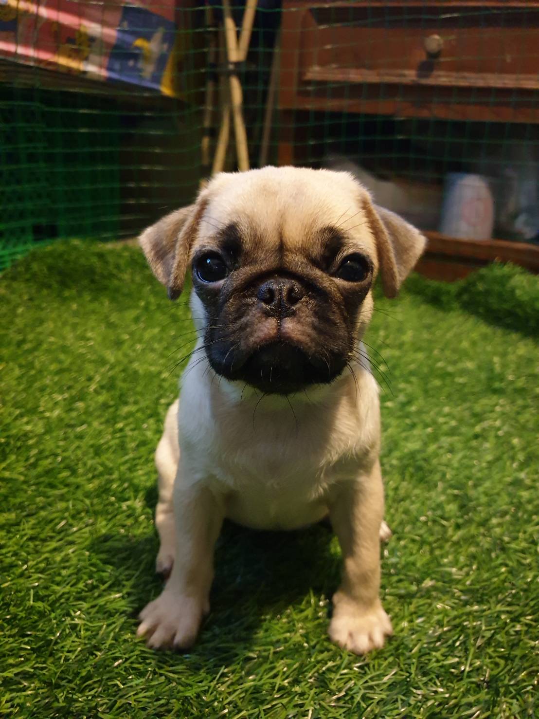 น้องปั๊กรอย้ายบ้าน 5500