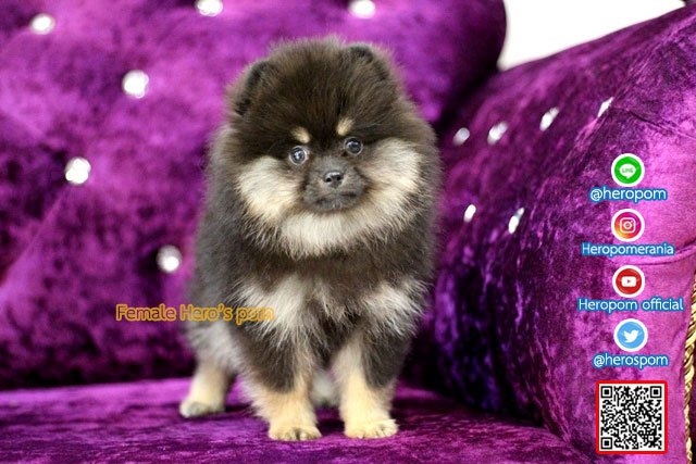 ขายปอมเพศเมีย  แบล็คแทน น่ารักมาก