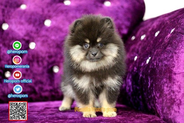 ขายปอมเพศเมีย  แบล็คแทน น่ารักมาก