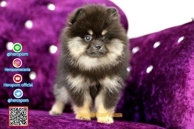 ขายปอมเพศเมีย  แบล็คแทน น่ารักมาก