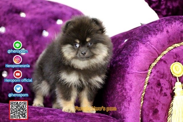 ขายปอมเพศเมีย  แบล็คแทน น่ารักมาก