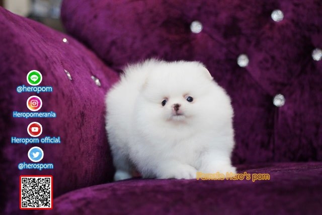 ขายปอมหน้าหมี  สีขาว  สวยสุดๆครับ