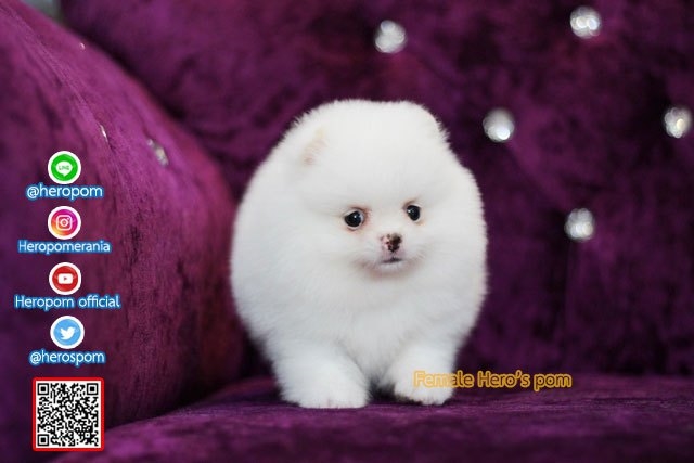ขายปอมหน้าหมี  สีขาว  สวยสุดๆครับ
