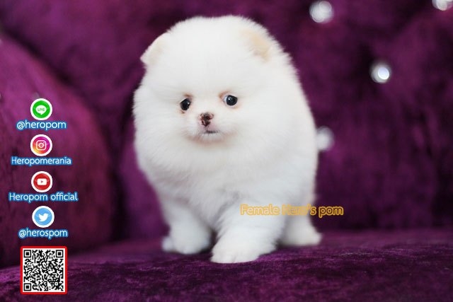 ขายปอมหน้าหมี  สีขาว  สวยสุดๆครับ