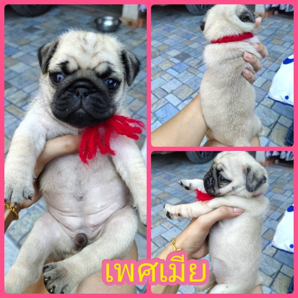 ปั๊ก ชาย 2 หญิง 4