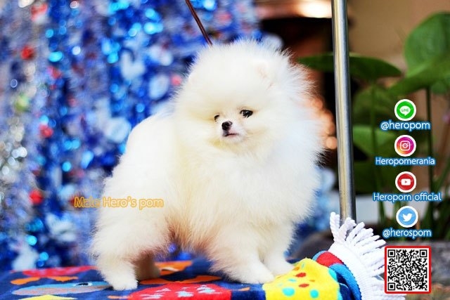 น้องปุยนุ้น