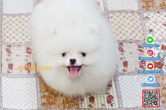 น้องปุยฝ้าย