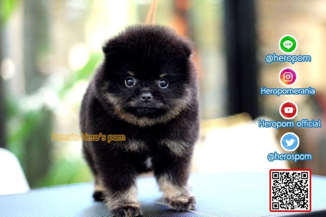 ขายปอมหน้าหมี
