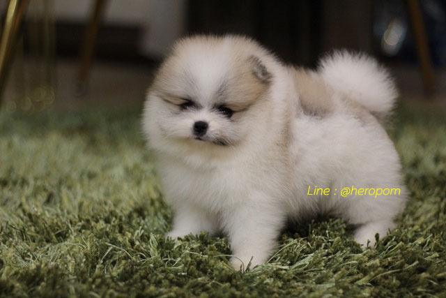 น้องปอมมาใหม่น่ารักมาก