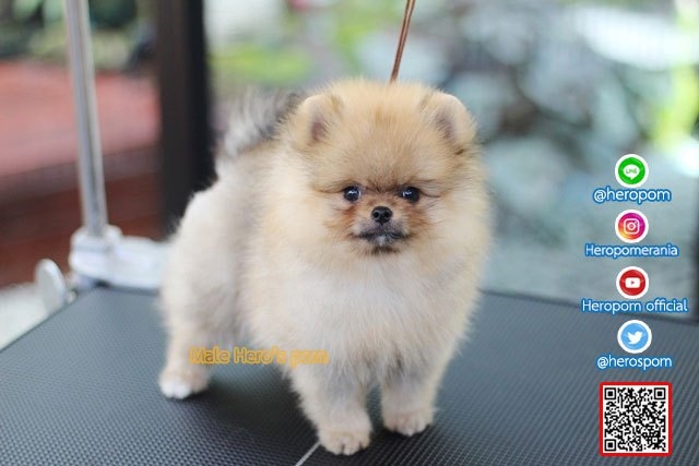 ขายปอมหน้าหมี