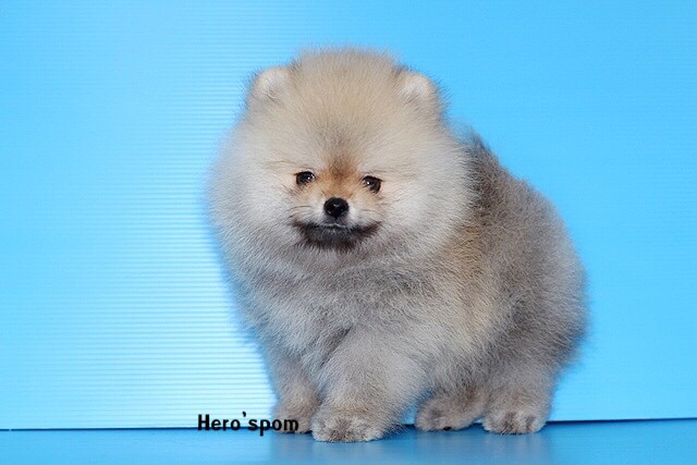 ขายปอมแท้ๆ