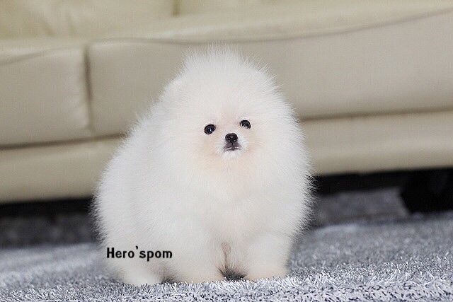 ขายปอมหน้าหมี