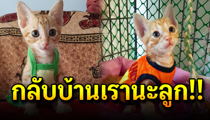 สาวขับรถผ่านเจอลูกแมวอยู่กลางถนน กลัวจนตัวสั่น สงสารเลยเอากลับไปอยู่ด้วยกัน