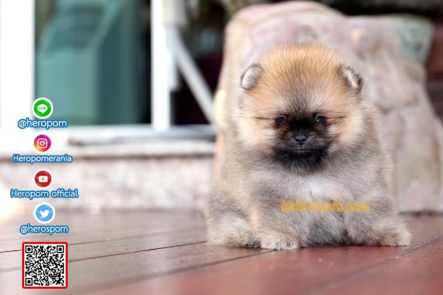 ขายปอมแท้