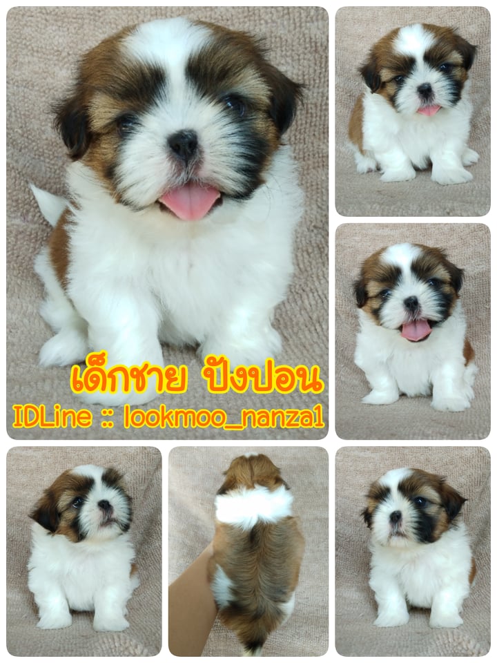 ชิสุทอยแท้!!!! 3สี เกรดสวย