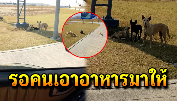 แม่หมาคอยดูแลลูกๆ หลังถูกนำมาปล่อยไว้ไร้ร่มเงา ไร้แหล่งน้ำและอาหาร