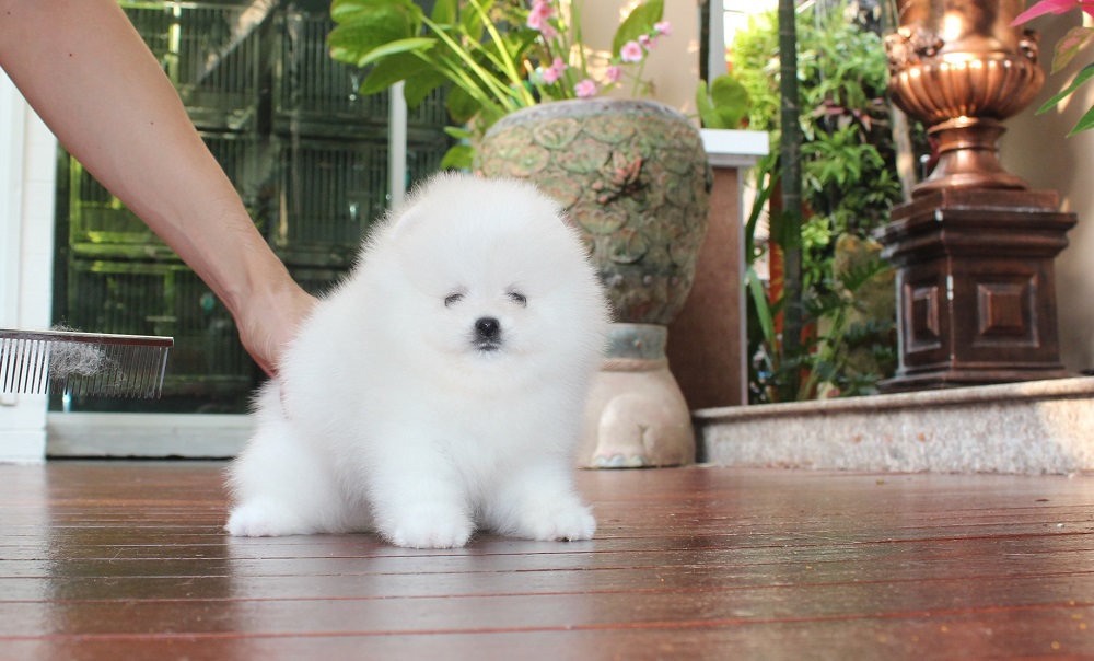 น้องปอมสีขาว