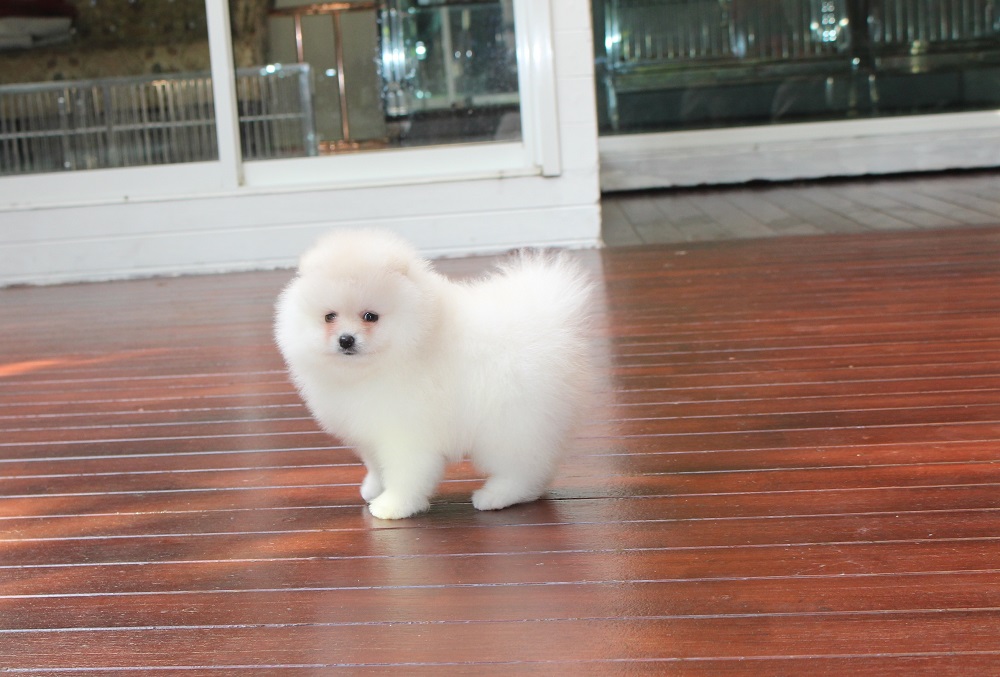 ขายปอมหน้าหมี